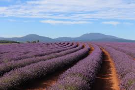 [薰衣草农场]全景照片