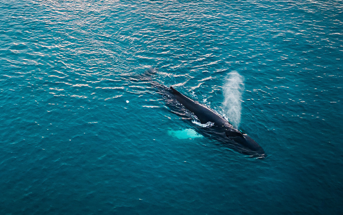 [格陵兰观鲸]全景照片