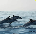 [罗威纳]全景照片