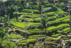 [乌布梯田]全景照片