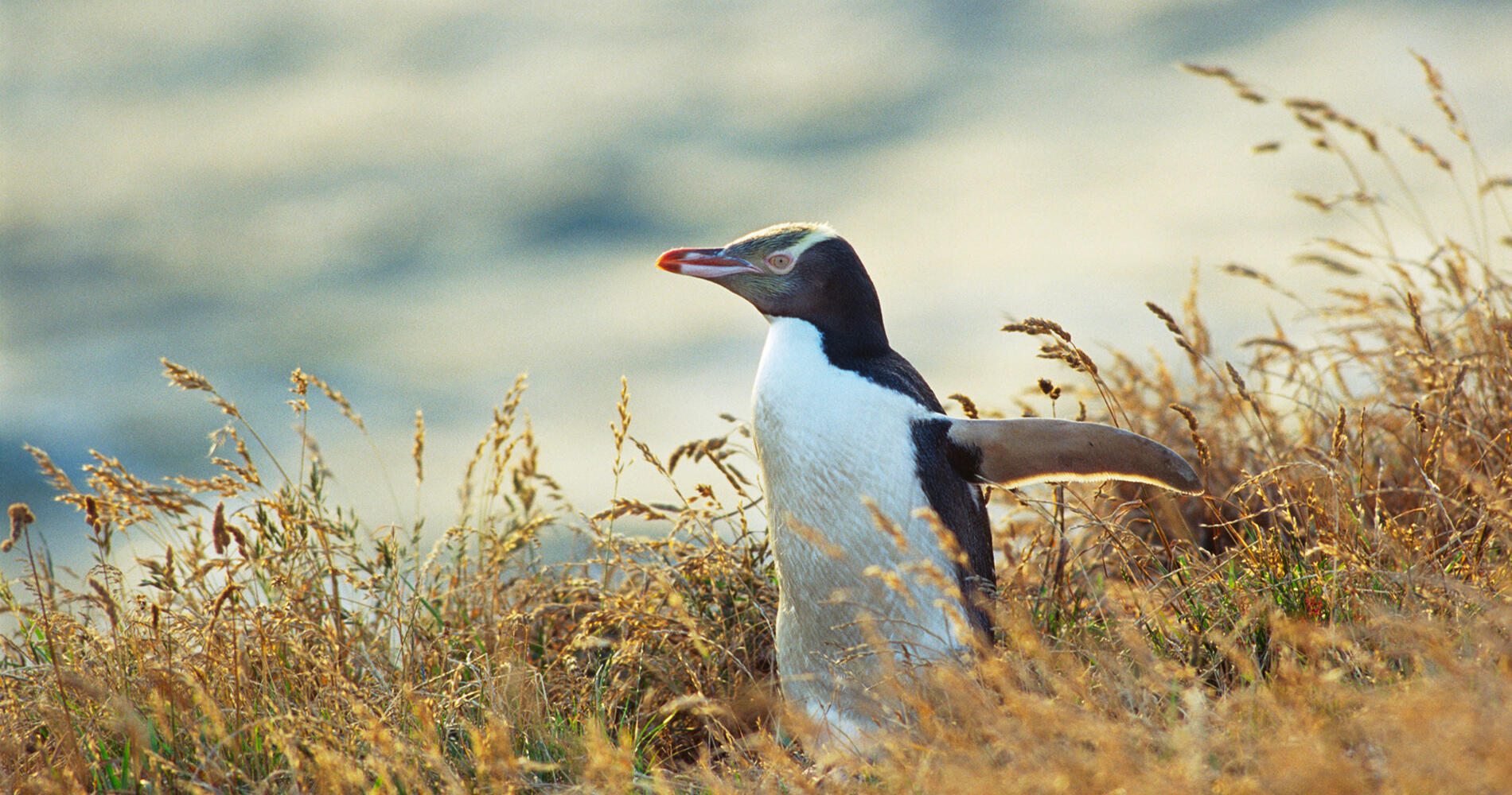 [奥塔哥半岛野生动物]全景照片