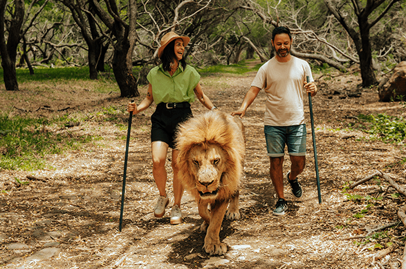 [狮子同行]全景照片