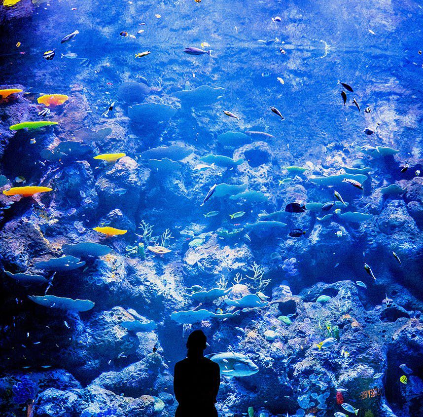 [凯恩斯水族馆]全景照片