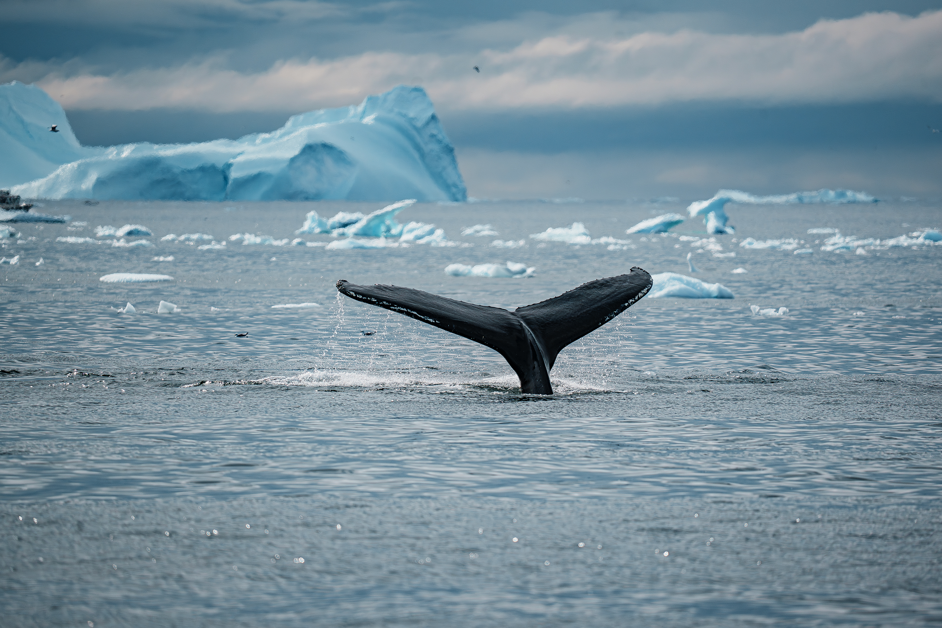 [迪斯科湾 - 寻找鲸鱼]全景照片