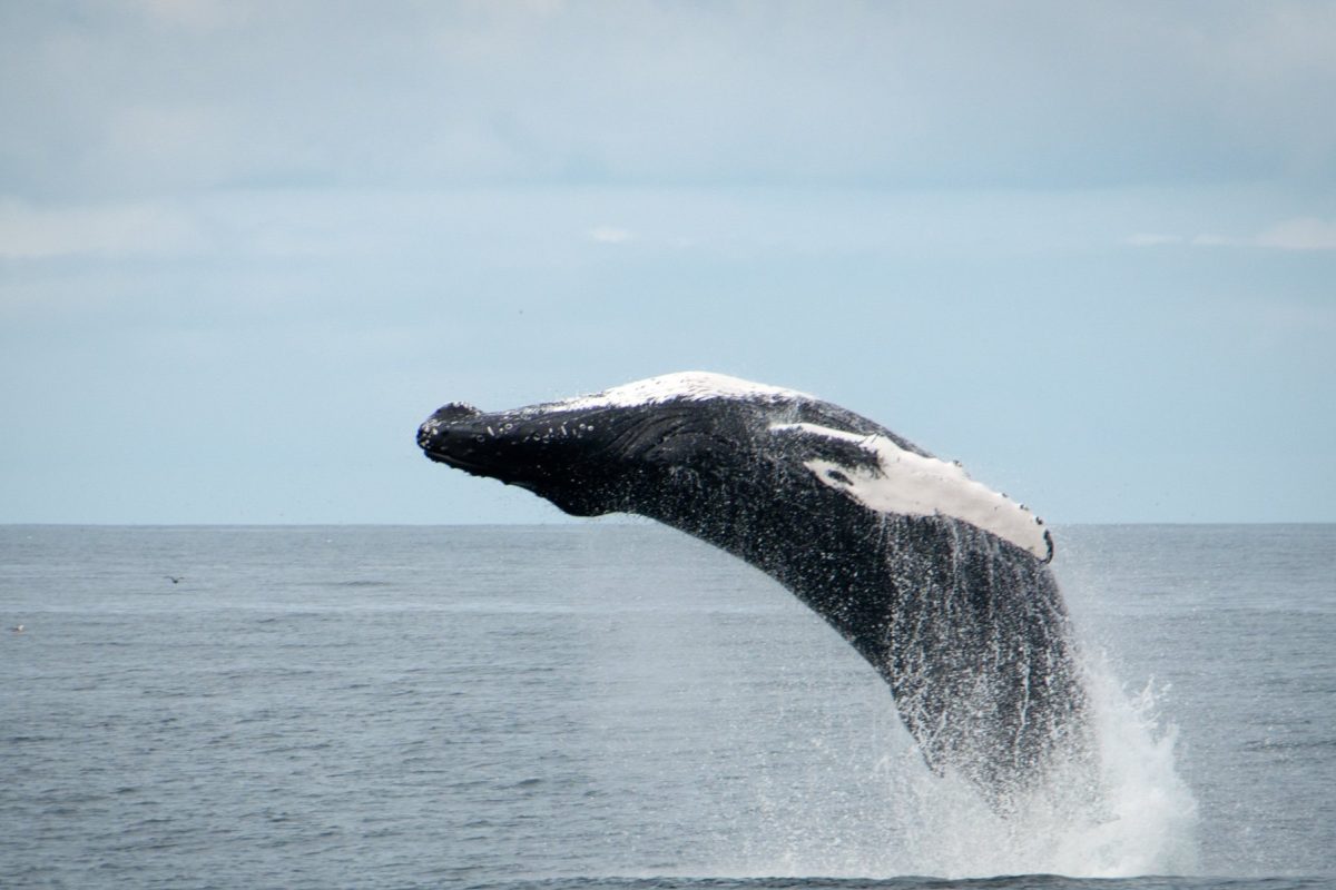 [冰岛观鲸一日游]全景照片