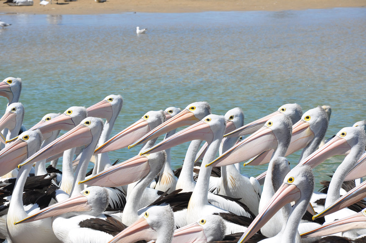 [鹈鹕小镇]全景照片