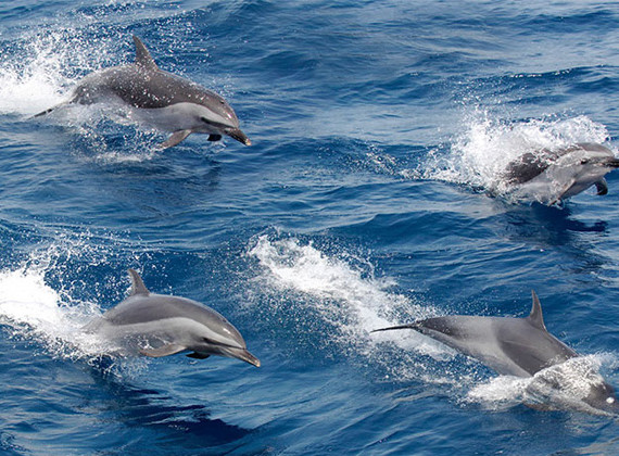 [野生海豚]全景照片