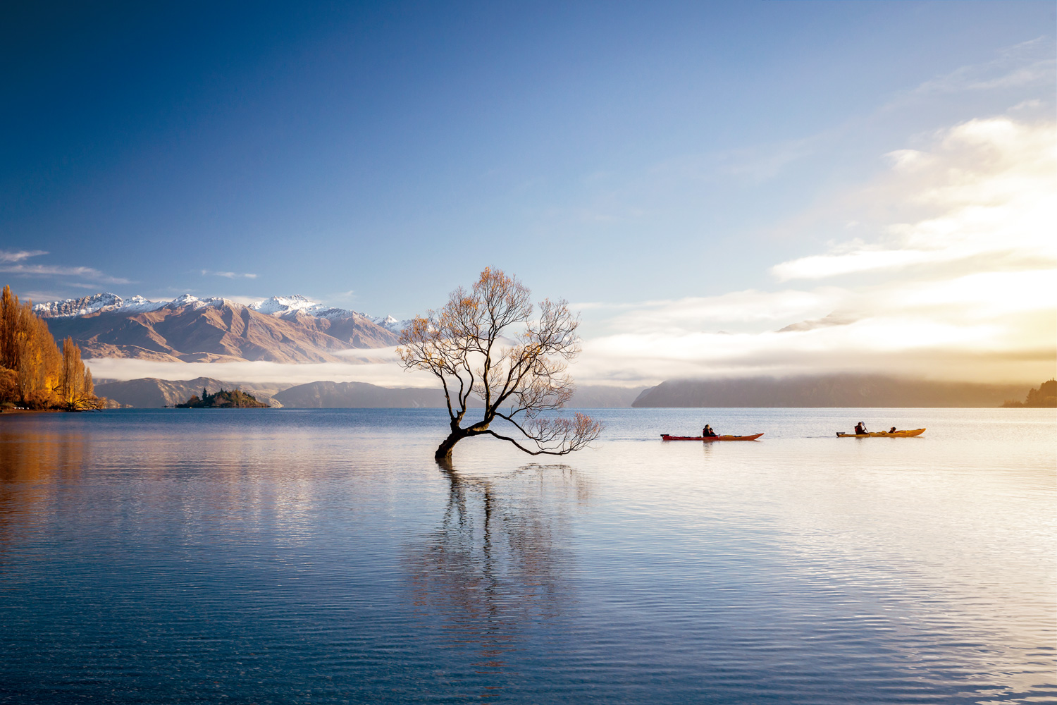 [瓦纳卡树]全景照片