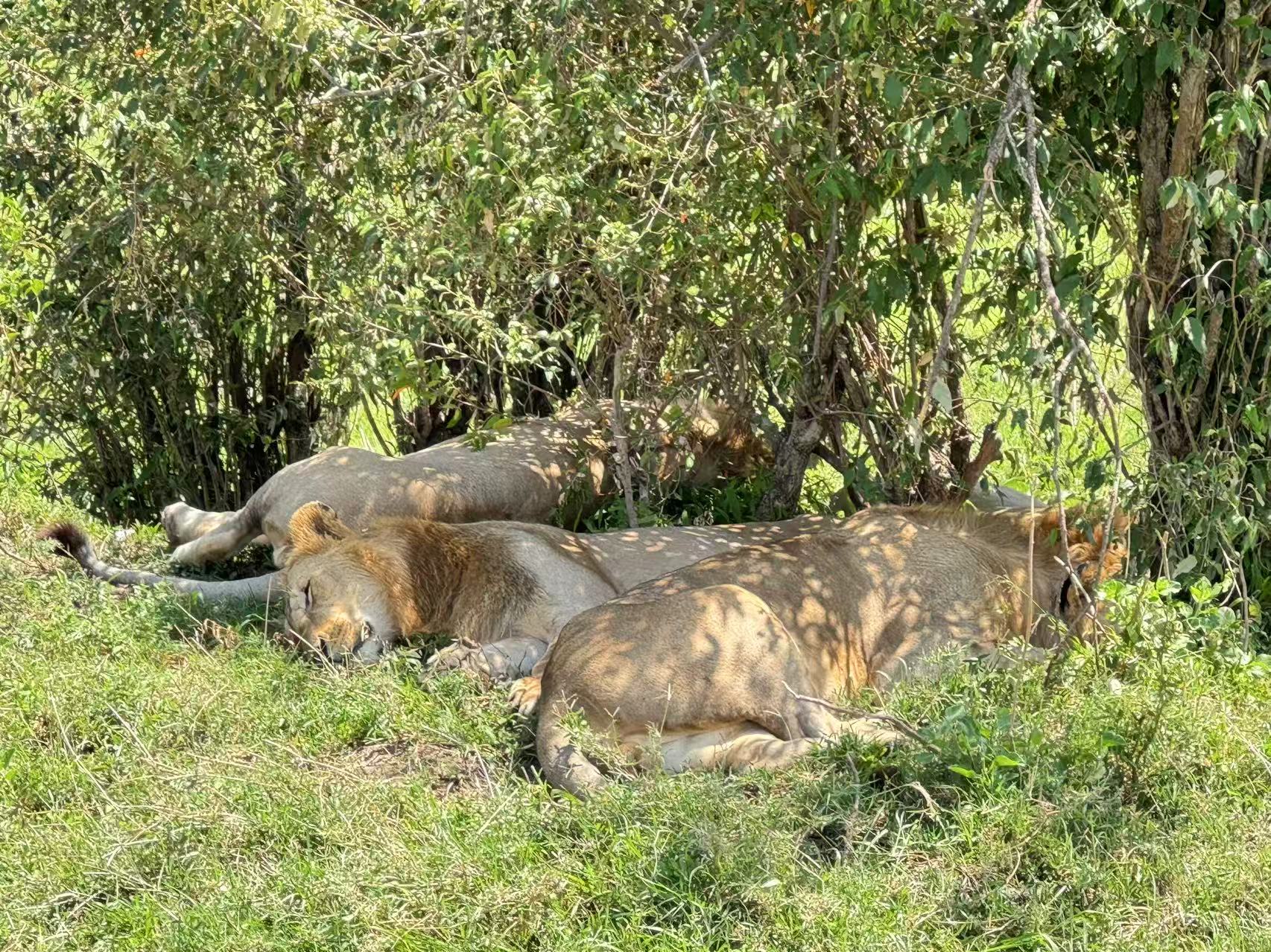 [馬賽拉馬野生動物保護區]全景照片